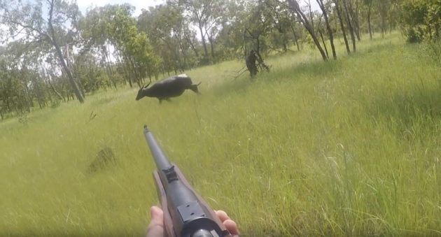 You Need To See This Intense Water Buffalo Charge In Australia