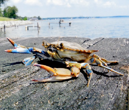 Chesapeake Bay Blue Crab Population Healthy