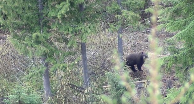 Black Bear Hunting With A Predator Call: That's One Way To Do It