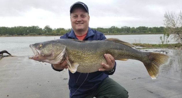 North Dakota walleye