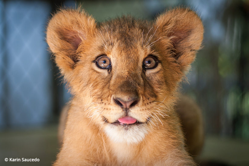 wildlife rescue photography, lion cub Lambert