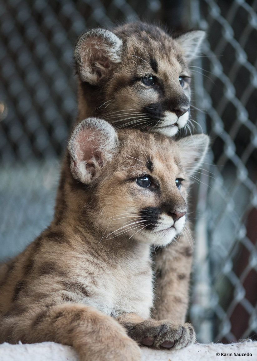 wildlife rescue photography cougar kittens