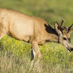Grassland mule deer