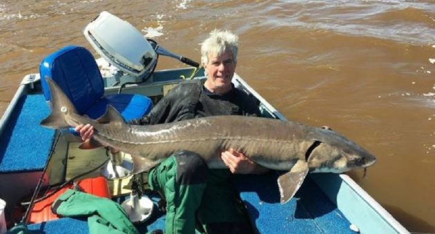 Minnesota catch and release lake sturgeon record