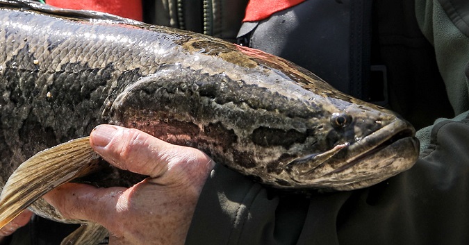 Northern Snakehead Found in Lakeview Reservoir