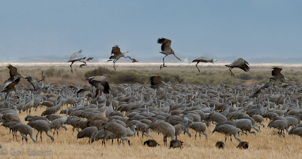 Today’s Photo Of The Day is “Flight of the Cranes” by Gail Edelen. Location: Monte Vista National Wildlife Refuge, Colorado.