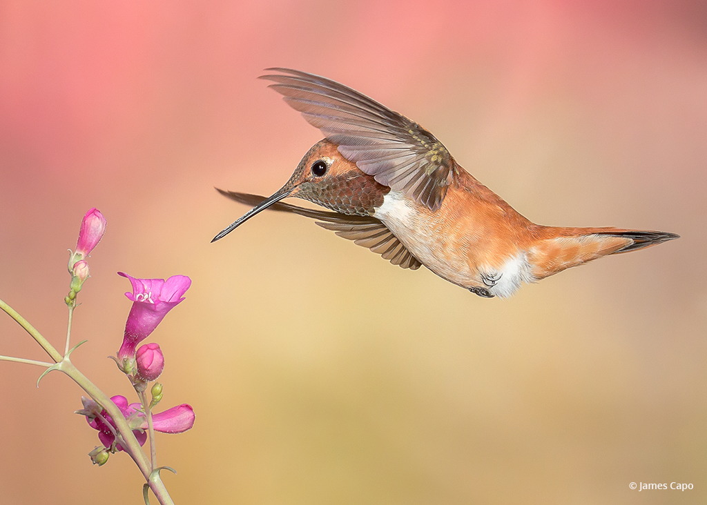 Today’s Photo Of The Day is “For the Love of Nectar” by James Capo. 