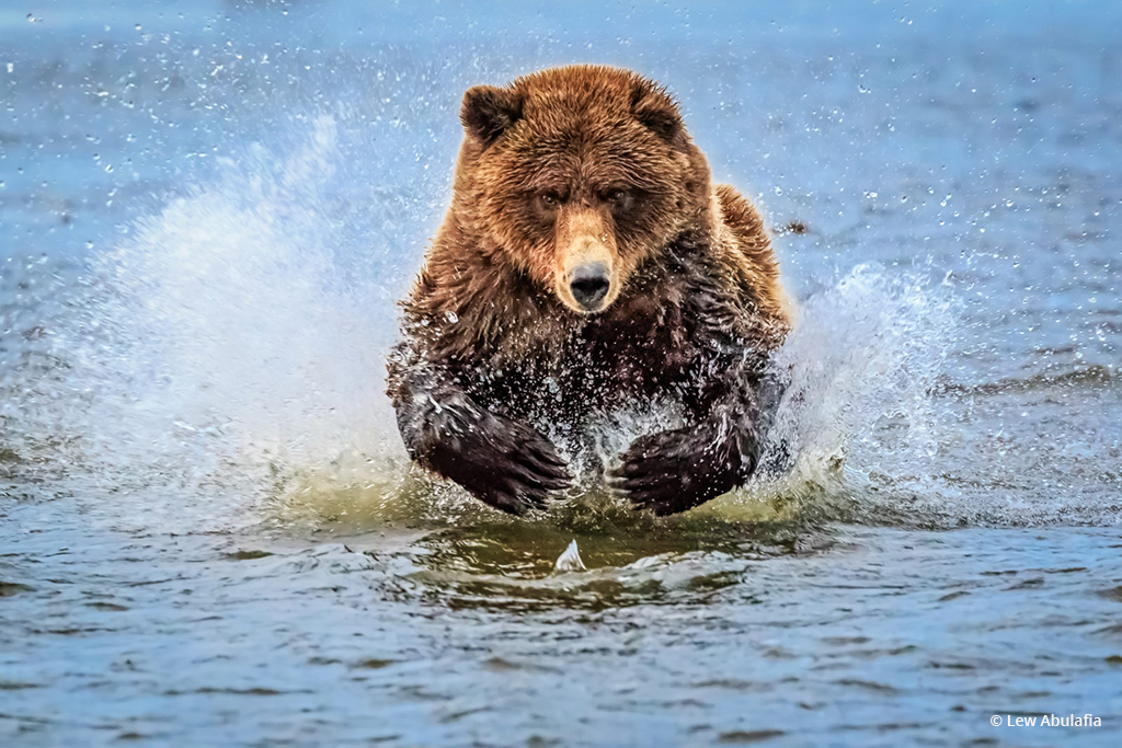 Today’s Photo Of The Day is “Bear chasing after breakfast” by Lew Abulafia. Location: Lake Clark National Park & Preserve, Alaska.