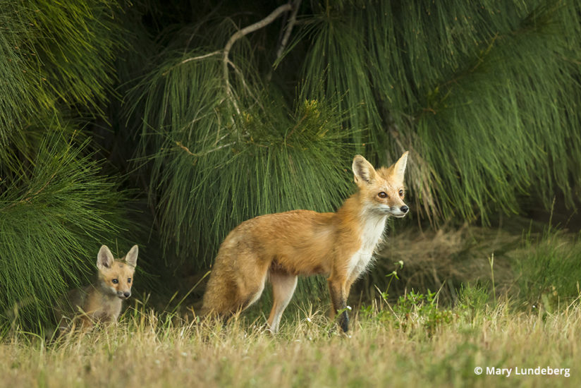 Photographing foxes, a vixen and her kit