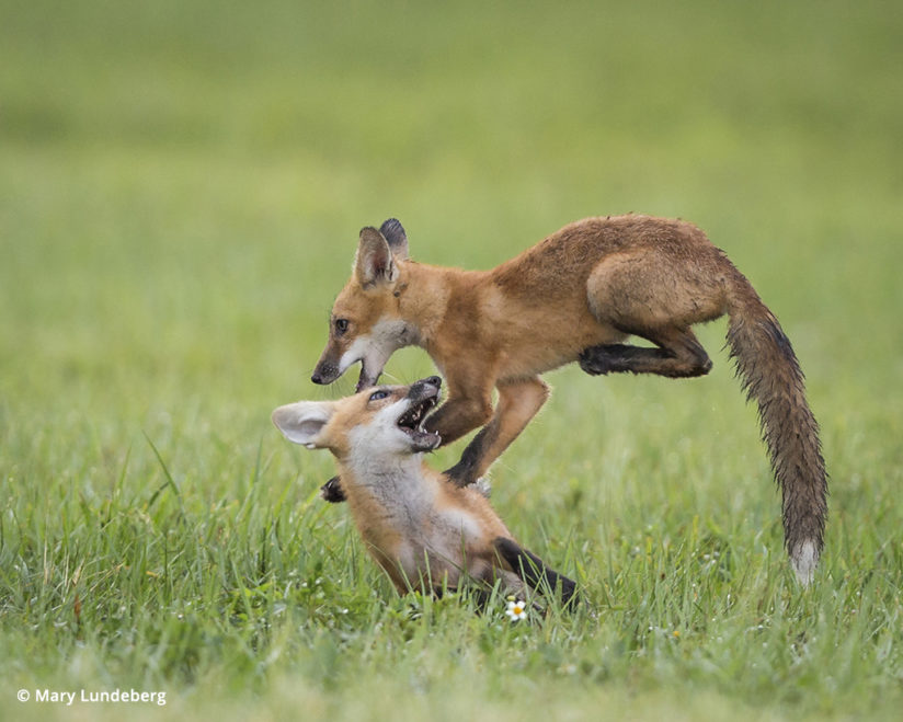 Photographing foxes, fox kits play leapfrog