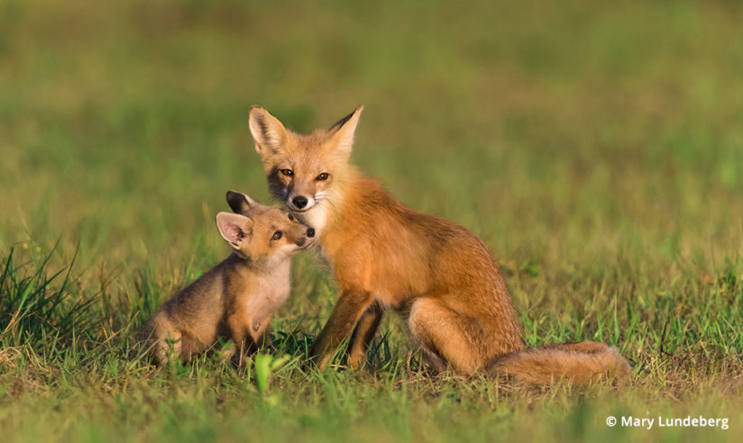 Photographing foxes, vixen nuzzles her kit