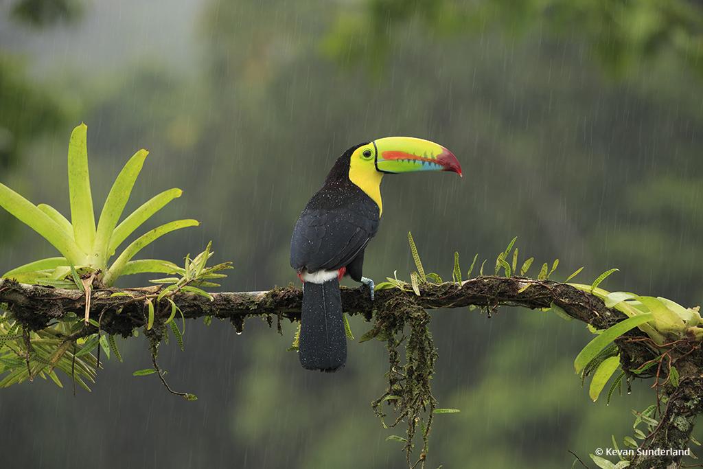 Keel-Billed Toucan In The Rain By Kevan Sunderland