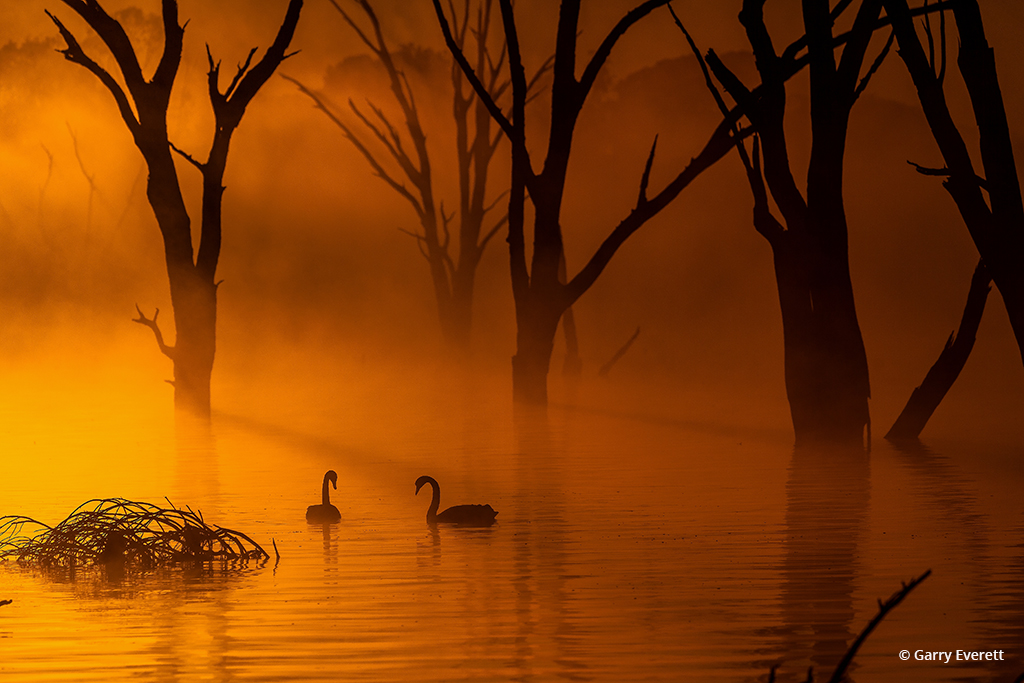 Swan Lake By Garry Everett