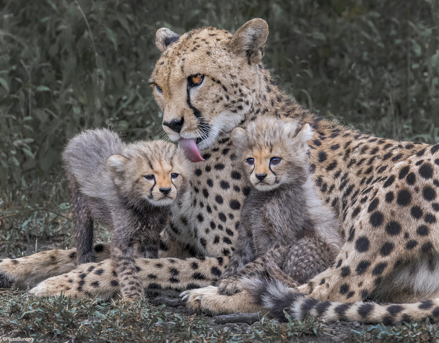 Wildlife Family Portraits