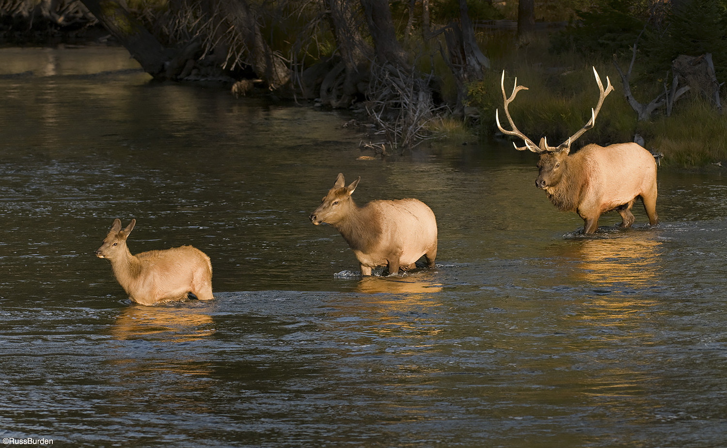 Wildlife Family Portraits