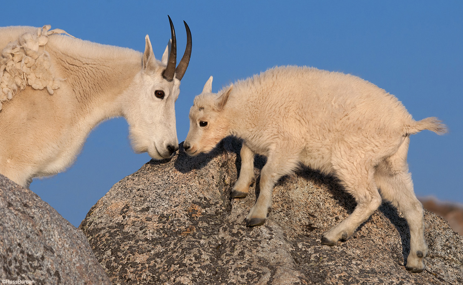 Wildlife Family Portraits