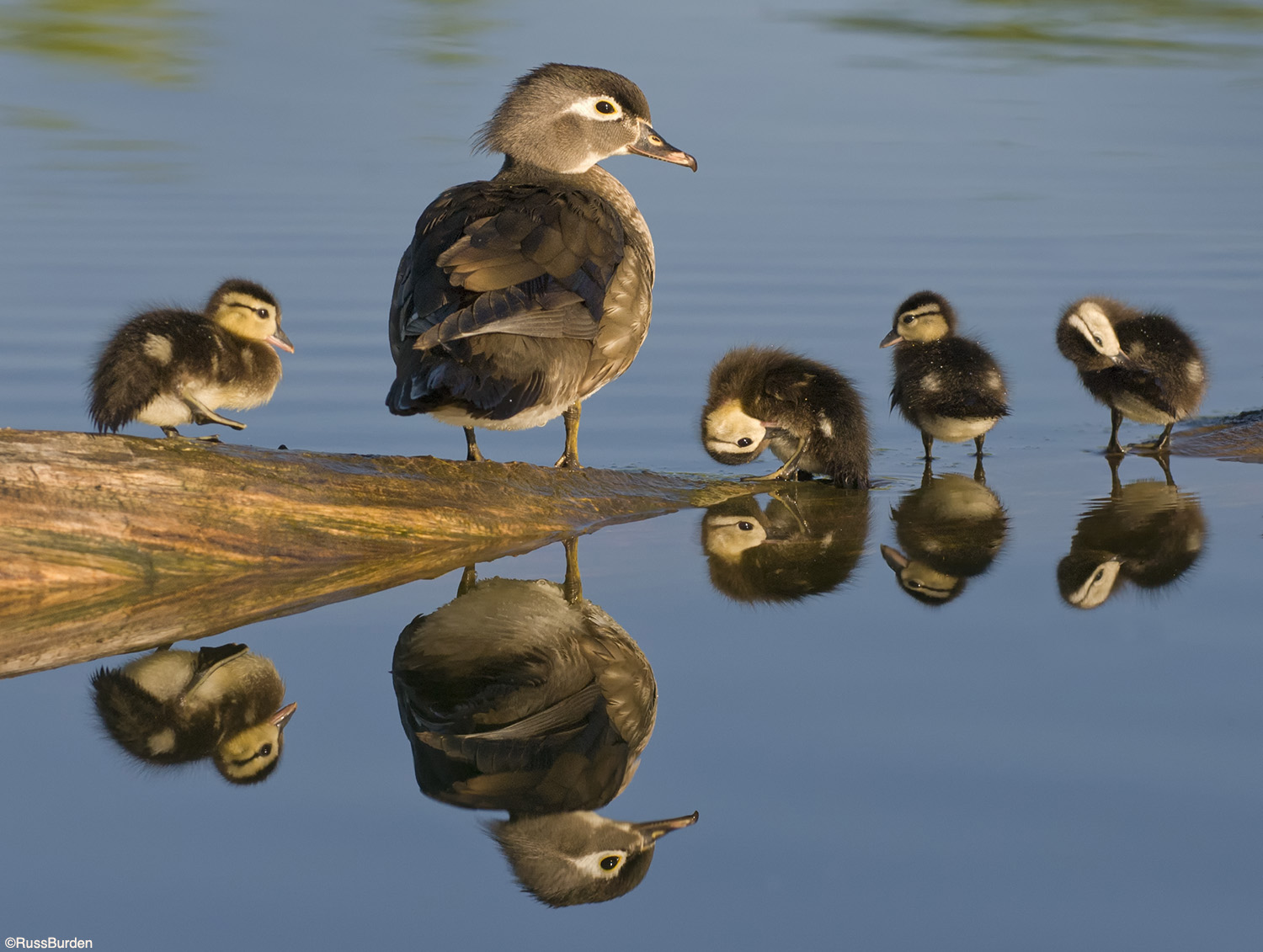 Wildlife Family Portraits