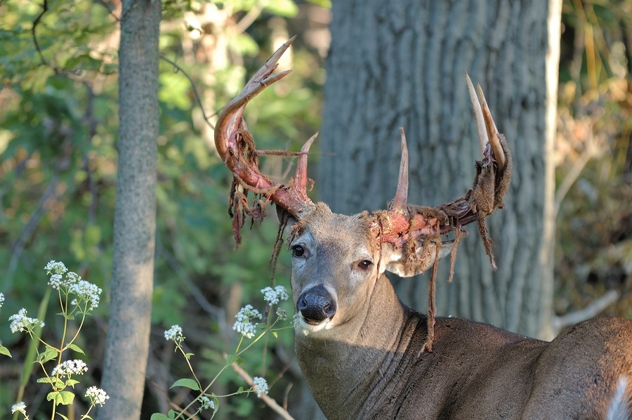 A whitetail deer buck shedding velvet from his antlers in late summer.