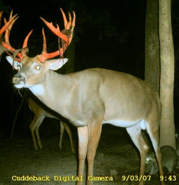 090307 mule deer shedvelvet1cropped