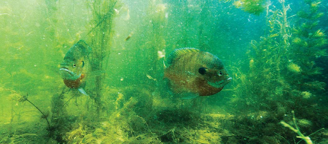 Bluegills hover over their spawning beds at Louisville State Recreation Area (SRA) where a $500,000 angler access project to install fishing piers was completed in 2012. Opposite: Biologists get an early start on a day long renovation of the fishery of Lake Ogallala.