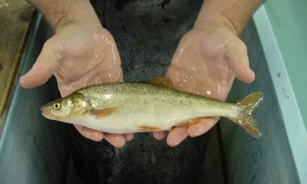 Listed the Headwater Chub & Roundtail Chub as Threatened?