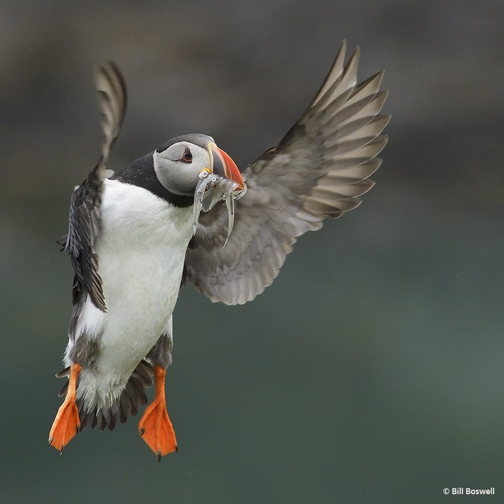 Today’s Photo Of The Day is “Icelandic Puffin” by Bill Boswell. Location: A puffin preserve in Eastern Iceland.