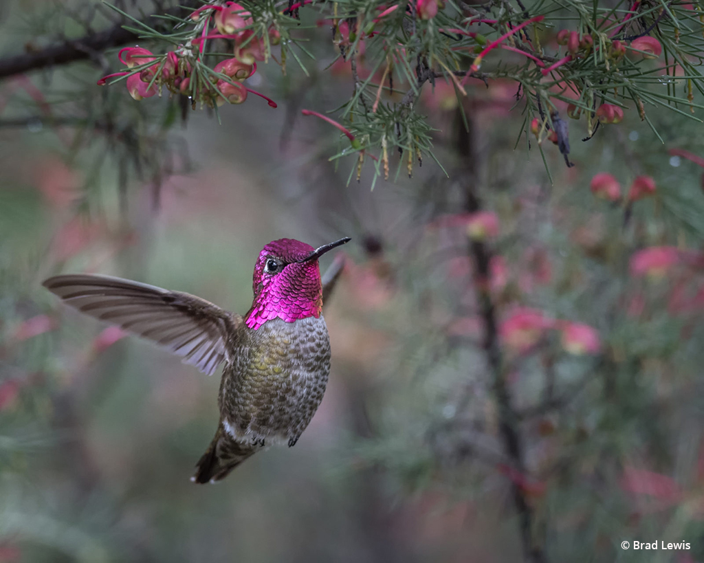 Today’s Photo Of The Day is “Anna’s Hummingbird Hiding in the Flowers” by Brad Lewis. Location: UCSC Arboretum and Botanic Garden, California.
