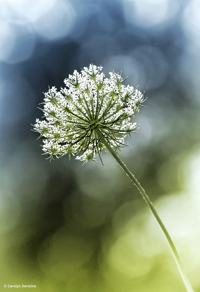 Today’s Photo Of The Day is “Queen Anne’s Lace” by Carolyn Derstine. 