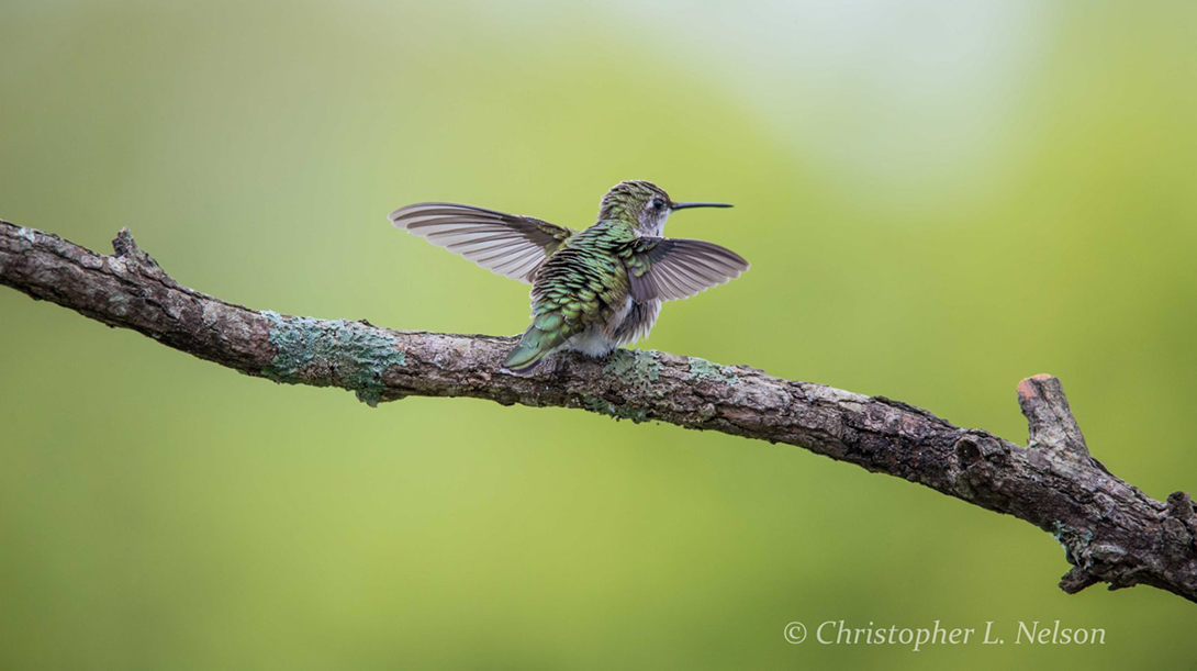 Today’s Photo Of The Day is “Hummingbird Yoga” by Christopher Nelson. Location: Cookeville, Tennessee.
