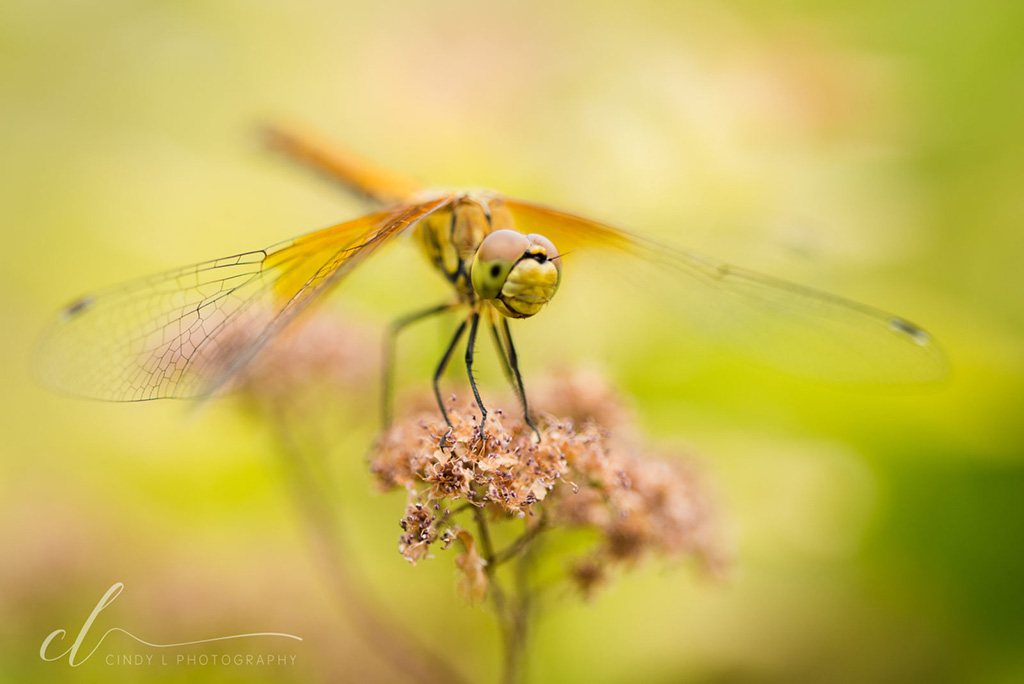 Today’s Photo Of The Day is “Dragonfly Friend” by Cindy L Photography.