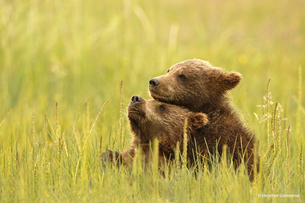 Today’s Photo Of The Day is “Best Friends” by Heather Genovese. Location: Lake Clark National Park, Alaska.