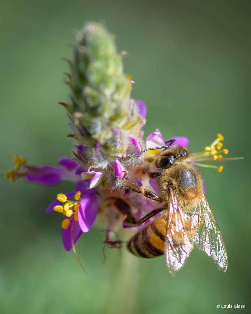 Today’s Photo Of The Day is “Spring Pollination” by Louis Glass.