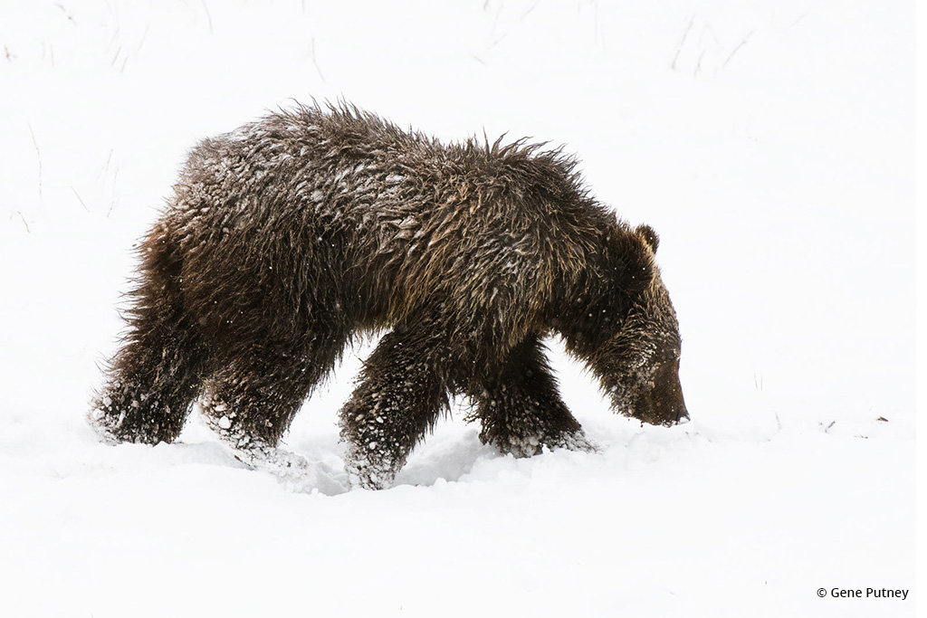 Congratulations to Gene Putney for winning the recent Photographic Motivation Assignment with the image Grizzly Bear Cub.