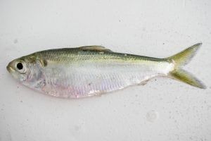 River herring