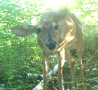 This Can’t Be Fun: Insects and Deer in Summer