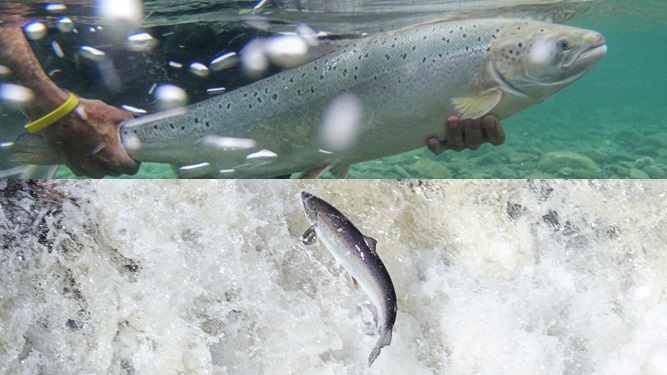 Wild Atlantic Salmon Numbers Drop Again
