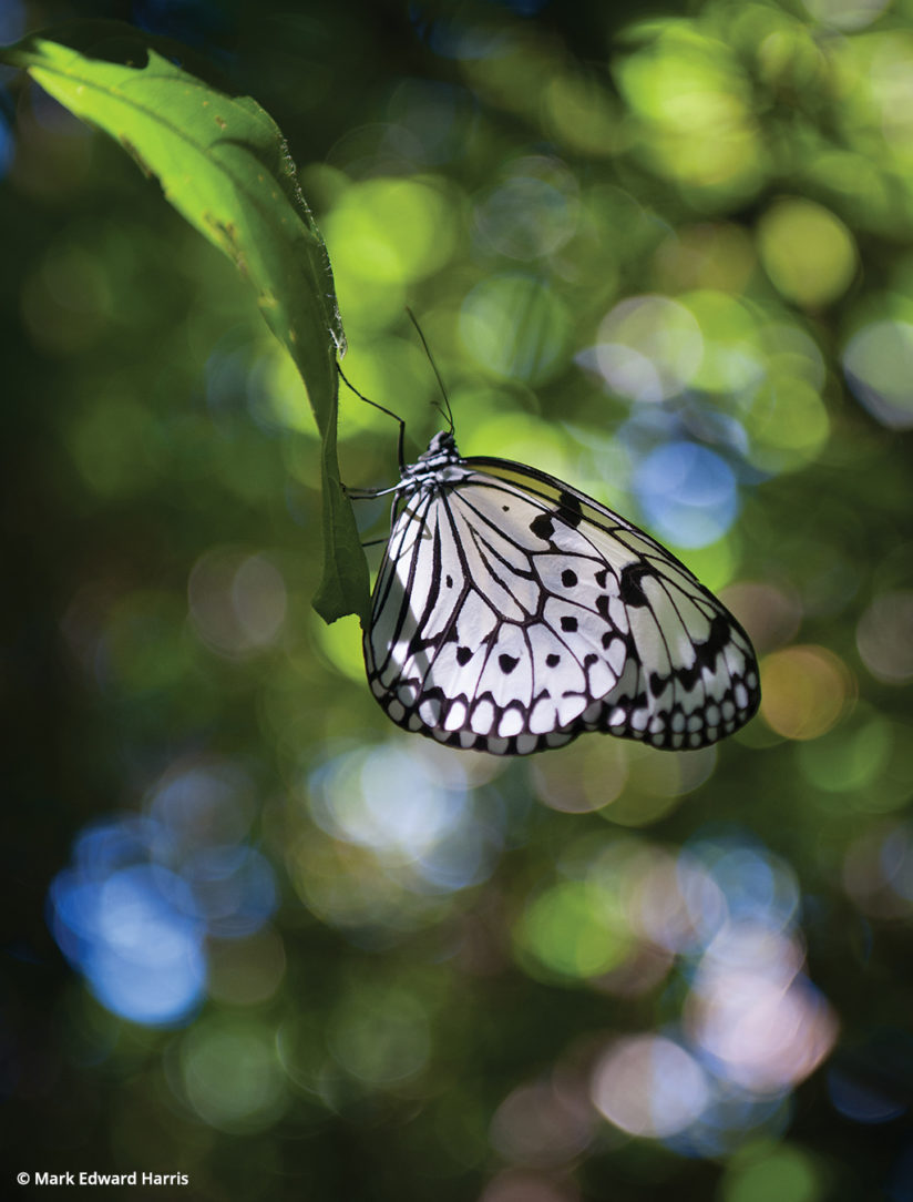 Butterfly in Japan