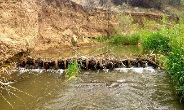 Beavers engineer better fish habitat