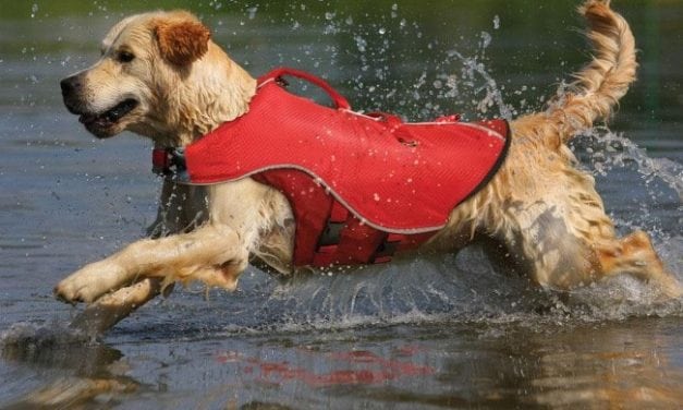 Boating safety for you and your pet