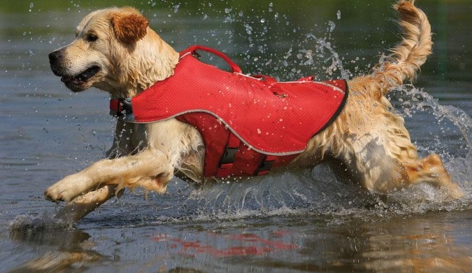 boating-safety-for-you-and-your-pet-2