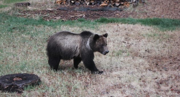 Here's How Anti-Hunters Are Planning To Disrupt The Wyoming Grizzly Bear Hunt