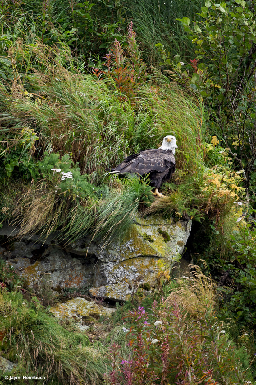 Bald eagle in Katmai National Park