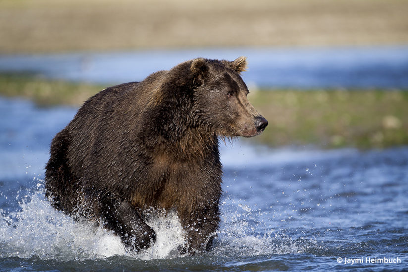 Adult male brown bear chasing salmon in Katmai National Park