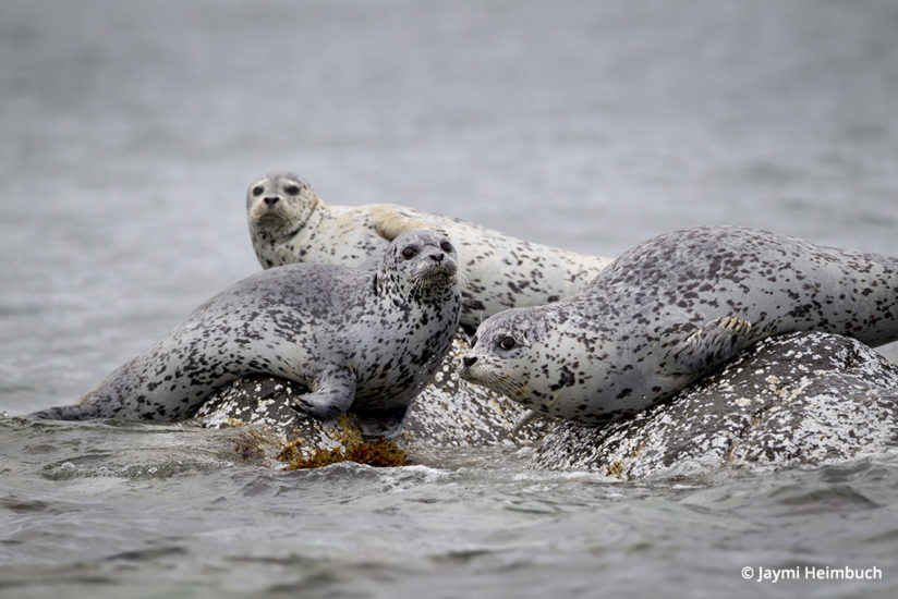Harbor seals at Katmai National Park