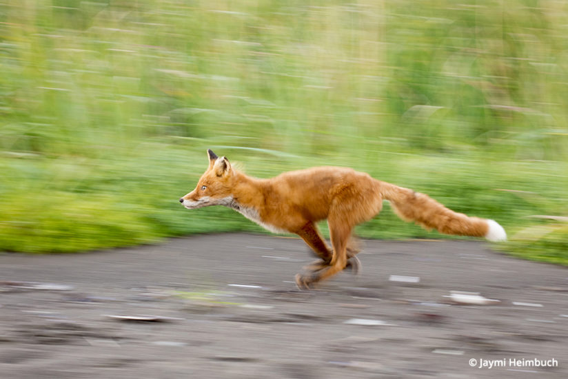 Panning shot of a red fox in Katmai National Park