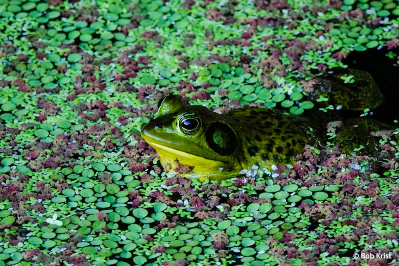 Frog captures with Sony RX10 IV