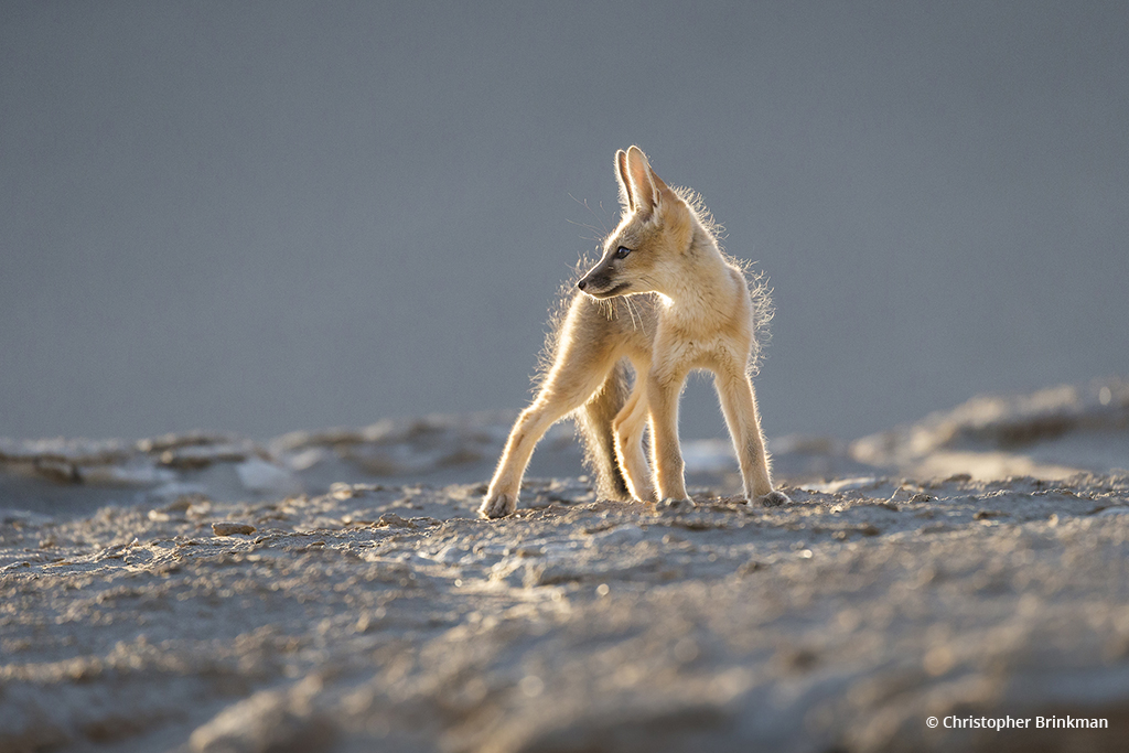 Today’s Photo Of The Day is “Pausing for the sunrise” by Christopher Brinkman. Location: Death Valley National Park, California.