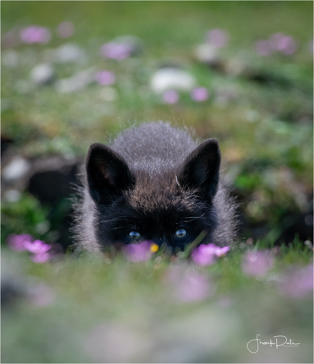 Today’s Photo Of The Day is “Blue Eyes” by Frank Pali. Location: Friday Harbor, San Juan County, Washington.