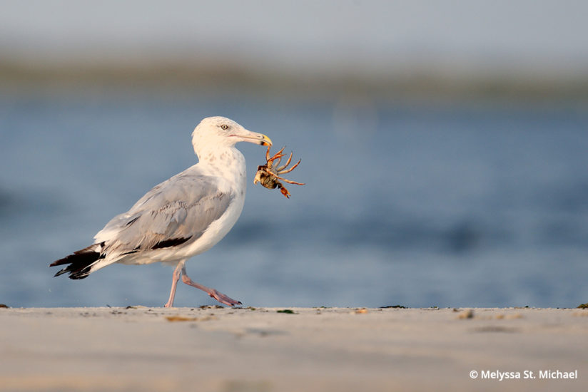 Photographing shorebirds, adult herring gull