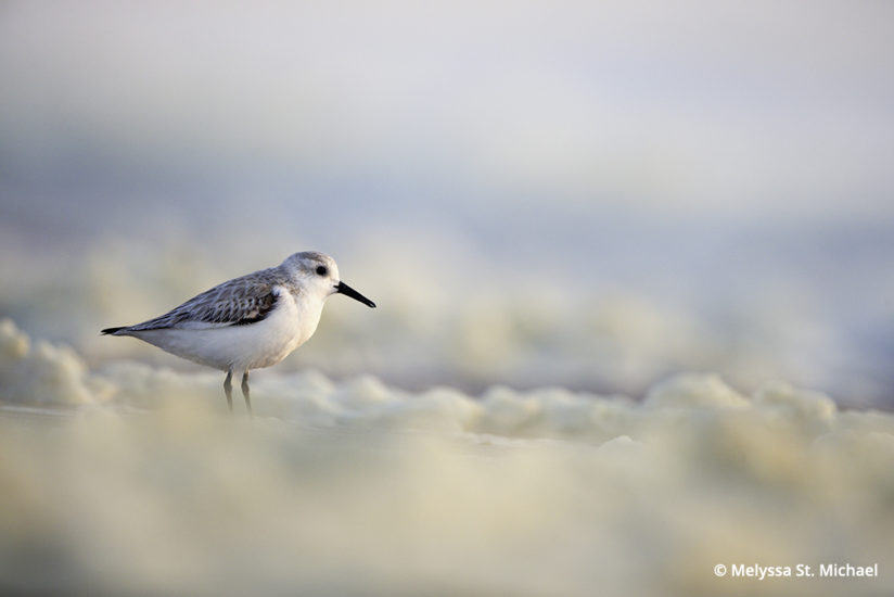 Photographing shorebirds, sanderling in seafoam